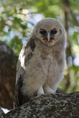  Verreaux' Oehoe / Verreaux's Eagle-Owl