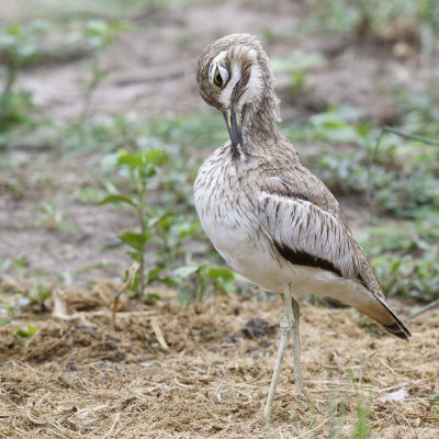Watergriel / Water Thick-knee, 