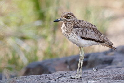 Watergriel / Water Thick-knee, 