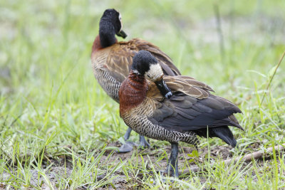 Witwangfluiteend / White-faced Whistling-Duck, 