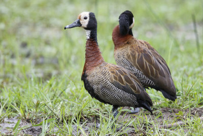 Witwangfluiteend / White-faced Whistling-Duck, 