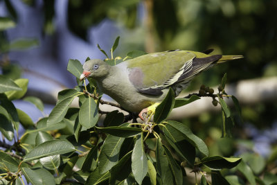 Afrikaanse Papegaaiduif / African Green-Pigeon