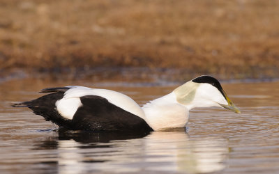 Eider / Common Eider