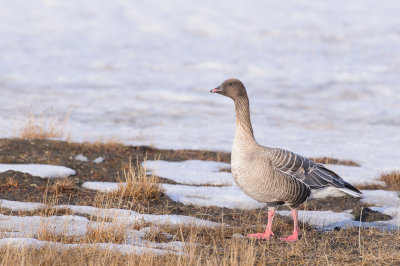 Kleine Rietgans / Pink-footed Goose