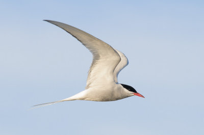 Noordse Stern / Arctic Tern