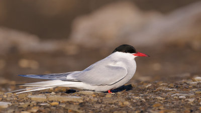 Noordse Stern / Arctic Tern