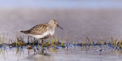 Bonte Strandloper / Dunlin 