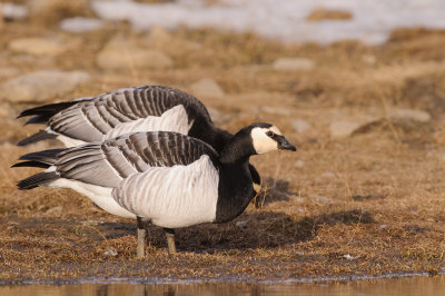 Brandgans / Barnacle Goose