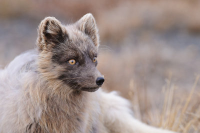 Poolvos / Arctic Fox