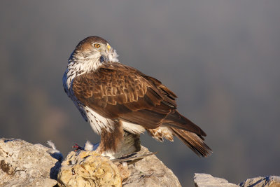 Havikarend / Bonelli's Eagle 