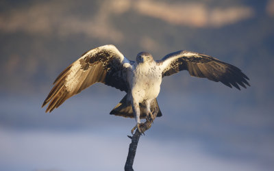 Havikarend / Bonelli's Eagle 