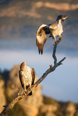 Havikarend / Bonelli's Eagle 