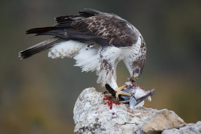 Havikarend / Bonelli's Eagle 