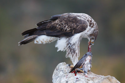 Havikarend / Bonelli's Eagle 