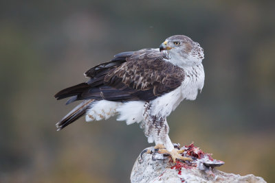 Havikarend / Bonelli's Eagle 