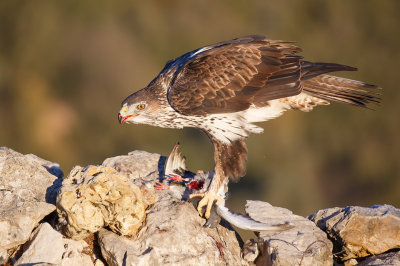 Havikarend / Bonelli's Eagle 