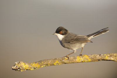 Kleine Zwartkop / Sardinian Warbler