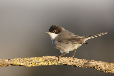 Kleine Zwartkop / Sardinian Warbler