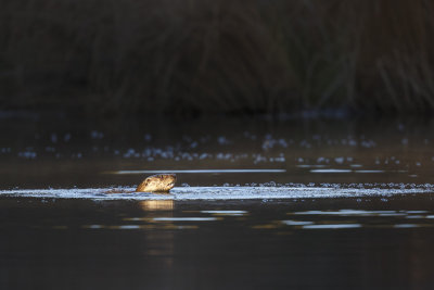 Otter / European otter