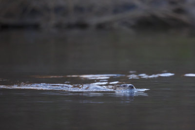 Otter / European otter