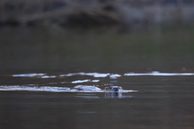 Otter / European otter