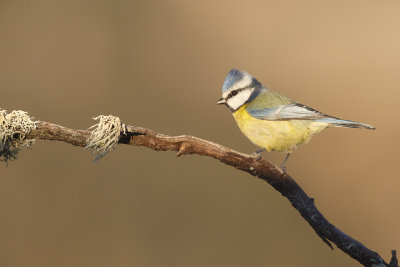 Pimpelmees / European Blue Tit