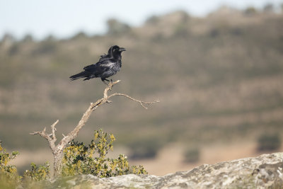 Raaf / Common Raven