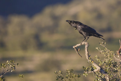 Raaf / Common Raven