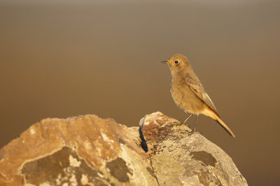 Zwarte Roodstaart / Black Redstart