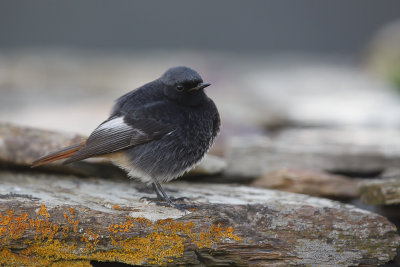 Zwarte Roodstaart / Black Redstart