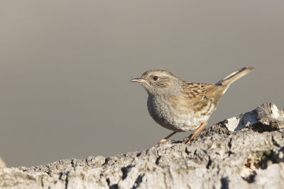 Heggemus / Hedge Accentor