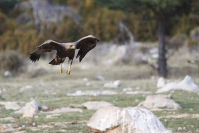 Steenarend / Golden Eagle