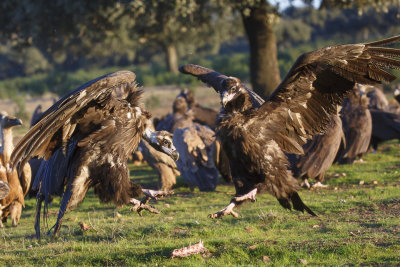 Monniksgier / Cinereous Vulture 