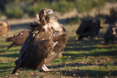 Monniksgier / Cinereous Vulture 