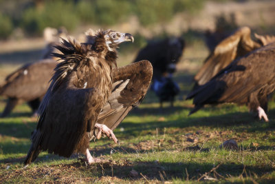 Monniksgier / Cinereous Vulture 