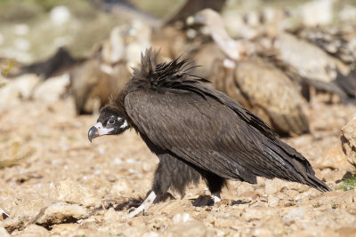 Monniksgier / Cinereous Vulture 