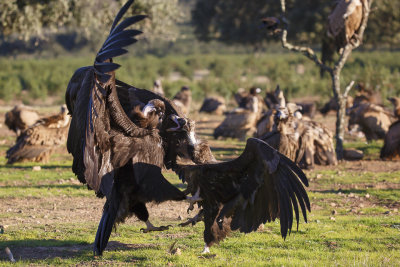 Monniksgier / Cinereous Vulture 
