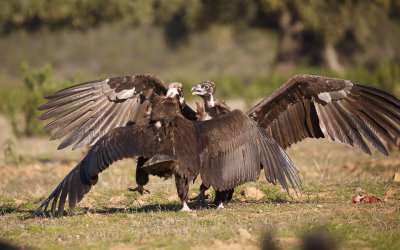 Monniksgier / Cinereous Vulture 