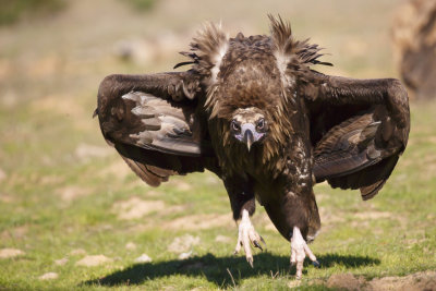 Monniksgier / Cinereous Vulture 