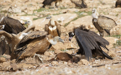 Monniksgier / Cinereous Vulture 