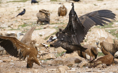 Monniksgier / Cinereous Vulture 