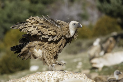 Vale Gier / Eurasian Griffon 