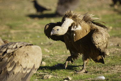 Vale Gier / Eurasian Griffon 