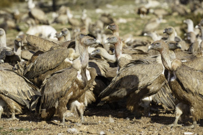 Vale Gier / Eurasian Griffon 