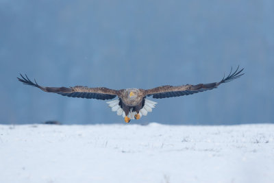 Zeearend / White-tailed Eagle