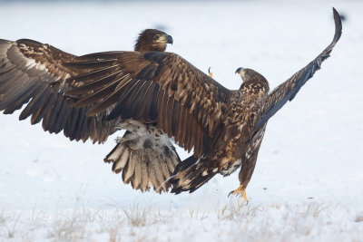 Zeearend / White-tailed Eagle