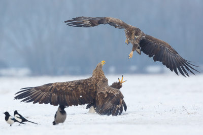 Zeearend / White-tailed Eagle