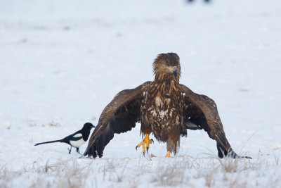 Zeearend / White-tailed Eagle