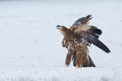 Zeearend / White-tailed Eagle