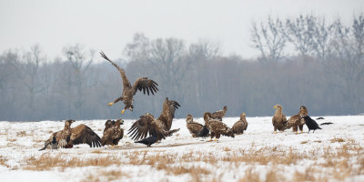 Zeearend / White-tailed Eagle